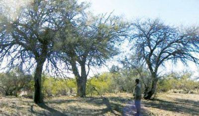 Zonda: preocupados por que la desertificaci�n avanca