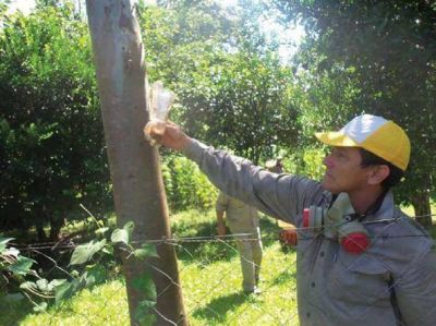 Se registraron m�s de 150 denuncias por orugas t�xicas en San Ignacio