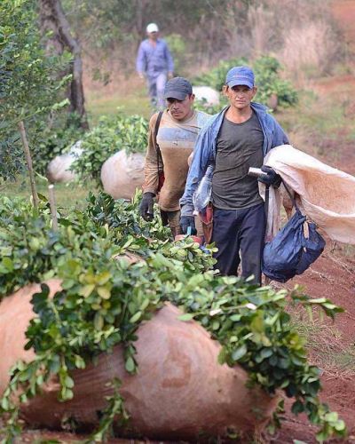 La corresponsabilidad gremial para el sector yerbatero est� vigente