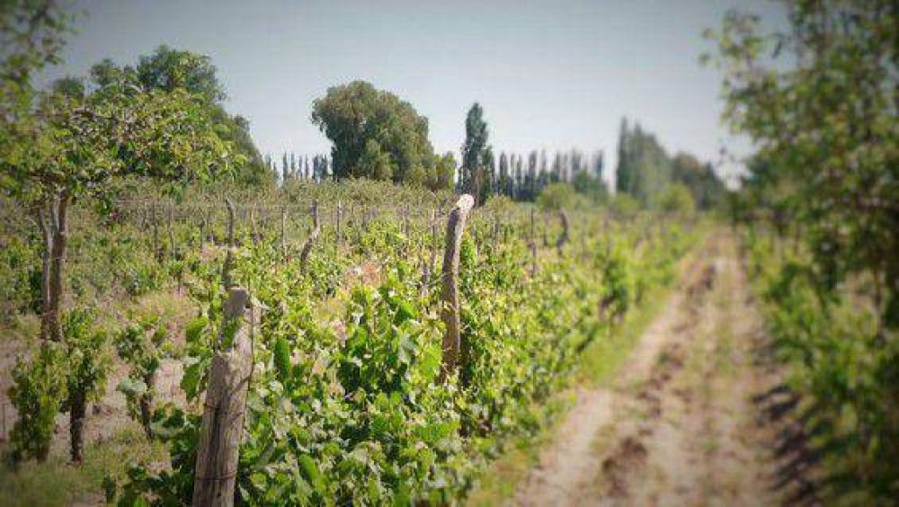 As� retrocedi� la producci�n de uva en San Rafael