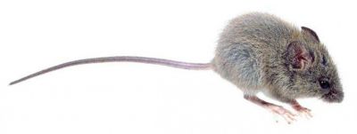 Sigue el alerta y exhortan a prevenir el hantavirus