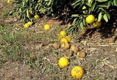 Advierten 