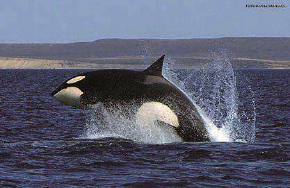 Orcas en el golfo: el avistamiento se produjo cerca de El Doradillo
