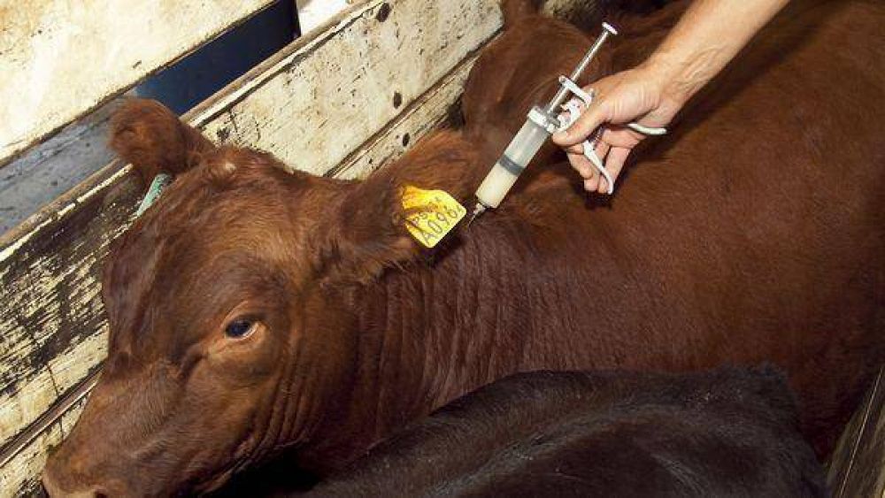 Comienza la primera campa�a de vacunaci�n 2015 contra la fiebre aftosa y brucelosis