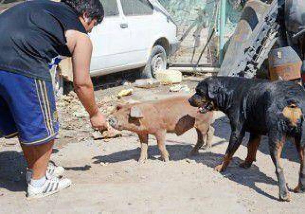 Tiene un chancho de mascota que se pasea por la avenida 
