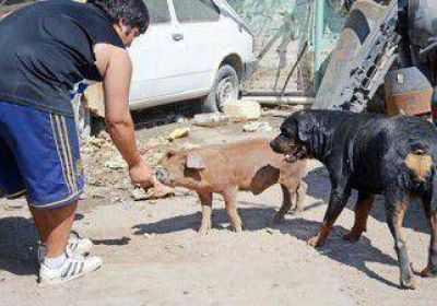 Tiene un chancho de mascota que se pasea por la avenida 