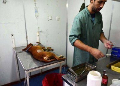 Plottier: Protectoras piden a la intendencia que cumpla con la �Veterinaria Municipal�