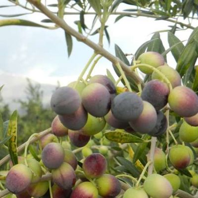 La falta de cosecheros sigue siendo una preocupaci�n para los productores