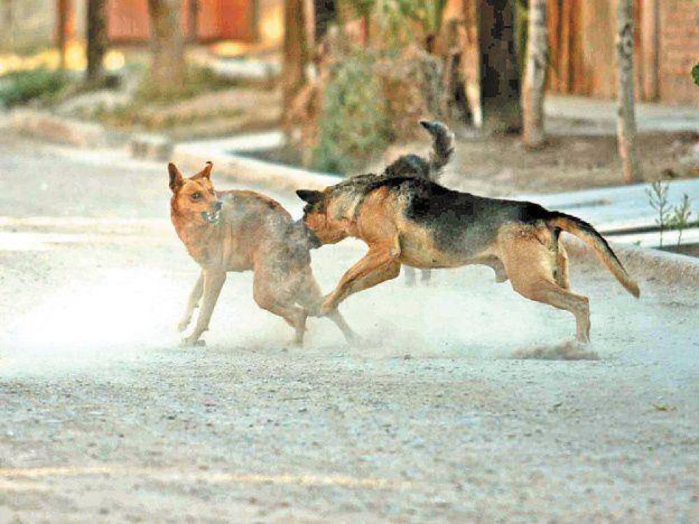 P�rez reglamentar� la ley de perros peligrosos