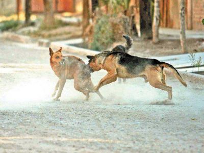 P�rez reglamentar� la ley de perros peligrosos