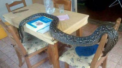 Encontraron a la boa 