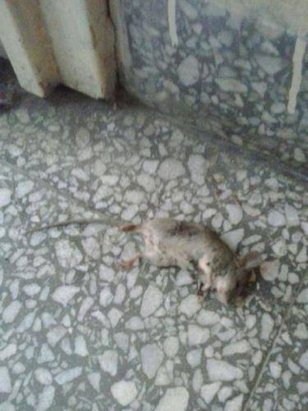 Tambi�n aparecieron ratas en la escuela de Espora