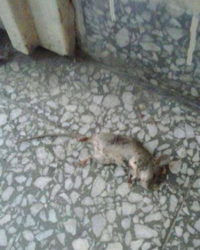 Tambi�n aparecieron ratas en la escuela de Espora