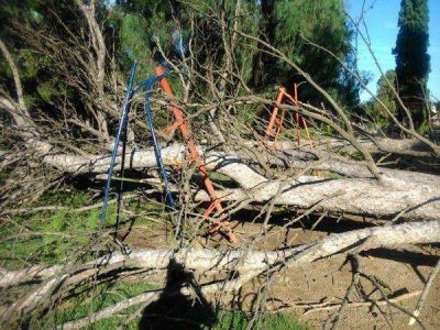 Cerraron el Parque Independencia: el viento arranc� �rboles de ra�z