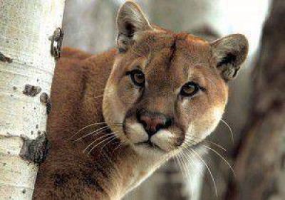 Jujuy: Detienen a cazadores y encuentran los restos faenado de un puma