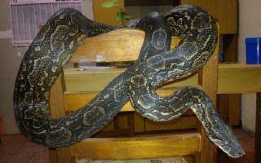 Apareci� 