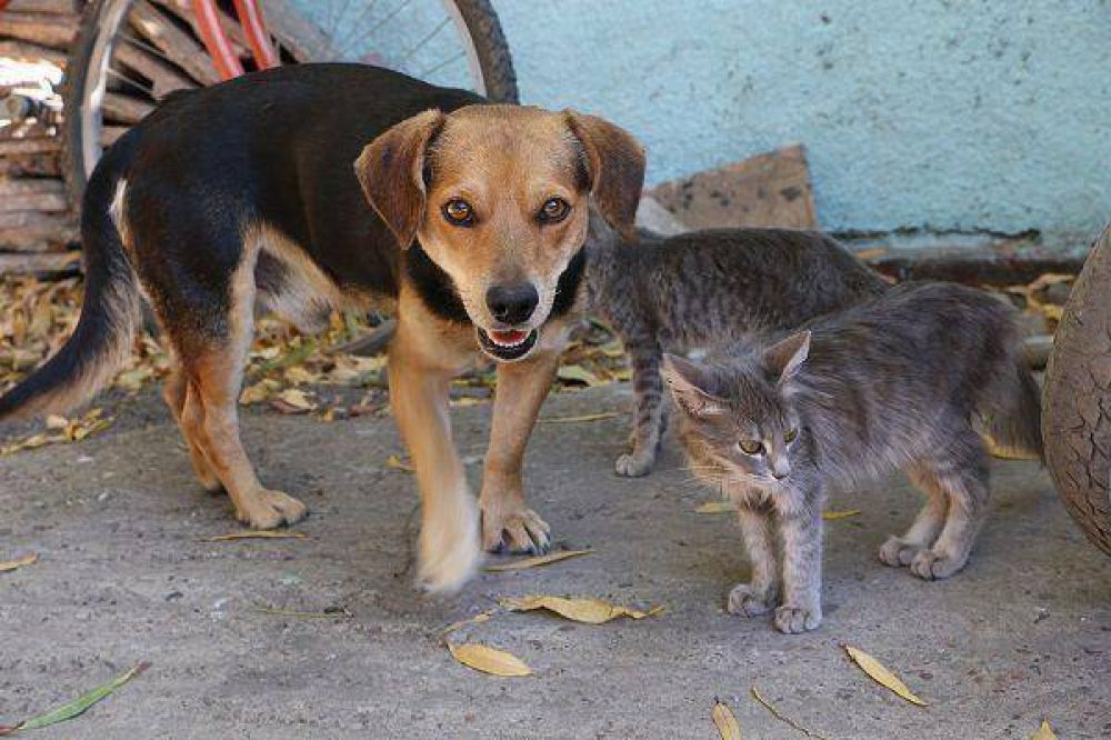 Envenenamiento: Los perros y gatos muertos en el barrio 43 viviendas superan la docena