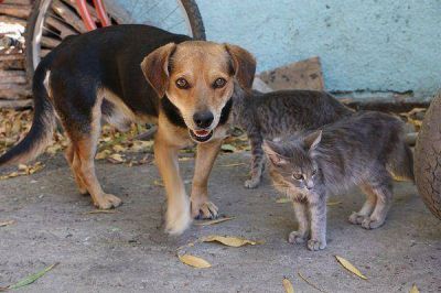 Envenenamiento: Los perros y gatos muertos en el barrio 43 viviendas superan la docena