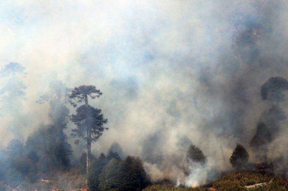 Los incendios ya arrasaron m�s de 11 mil hect�reas en Chile