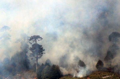 Los incendios ya arrasaron m�s de 11 mil hect�reas en Chile
