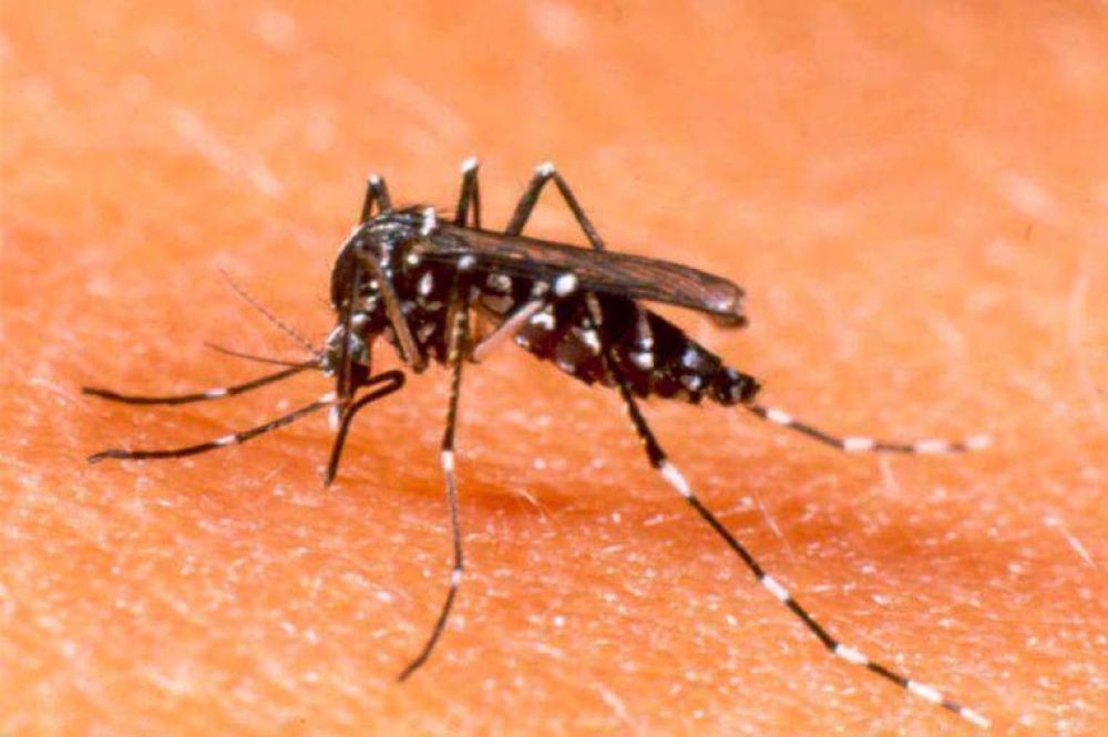 Alerta por casos de dengue en Santa Fe