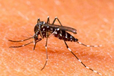 Alerta por casos de dengue en Santa Fe