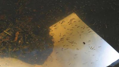 Dengue: en 7 d�as, los casos volvieron a triplicarse