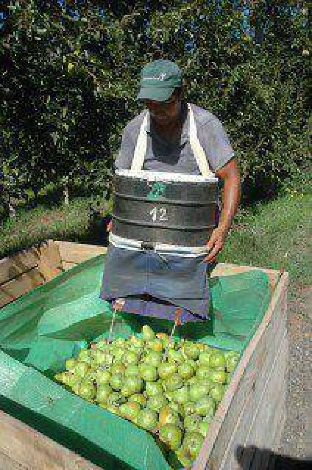 Gestiones para reinstaurar las exportaciones de peras y manzanas a Brasil