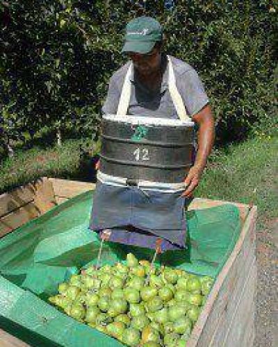 Gestiones para reinstaurar las exportaciones de peras y manzanas a Brasil