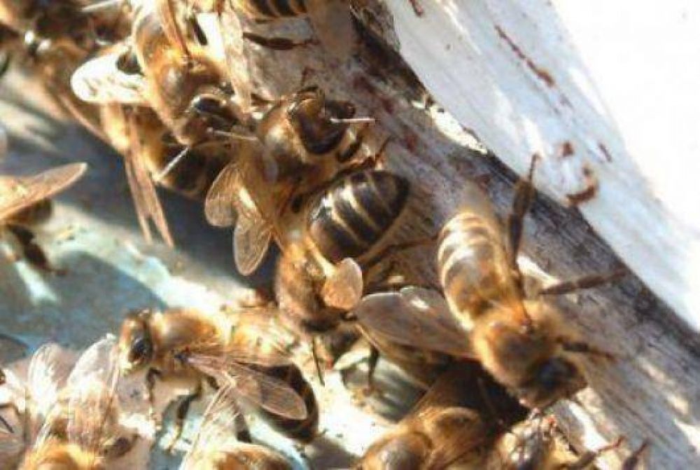 Un pescador goyano muri� al ser atacado por abejas