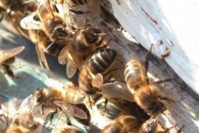 Un pescador goyano muri� al ser atacado por abejas