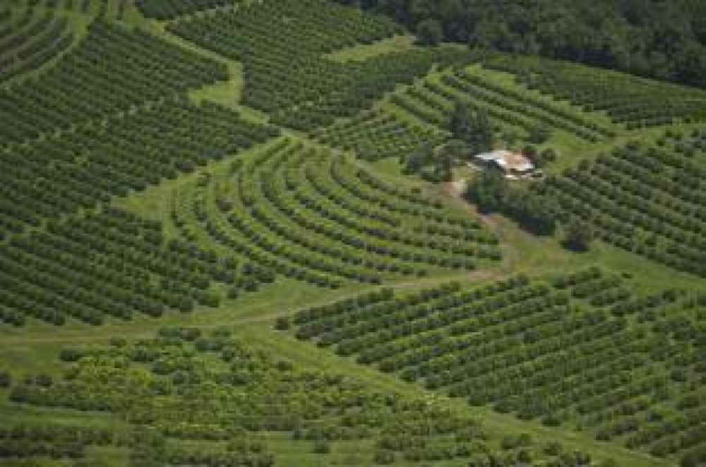 Por las lluvias, la cosecha de limones va a sufrir demoras