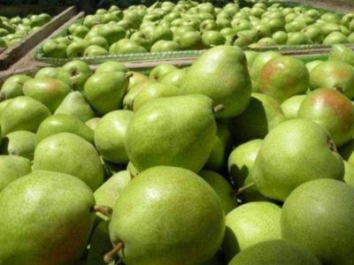 Por una plaga, Brasil bloque� el ingreso de fruta mendocina