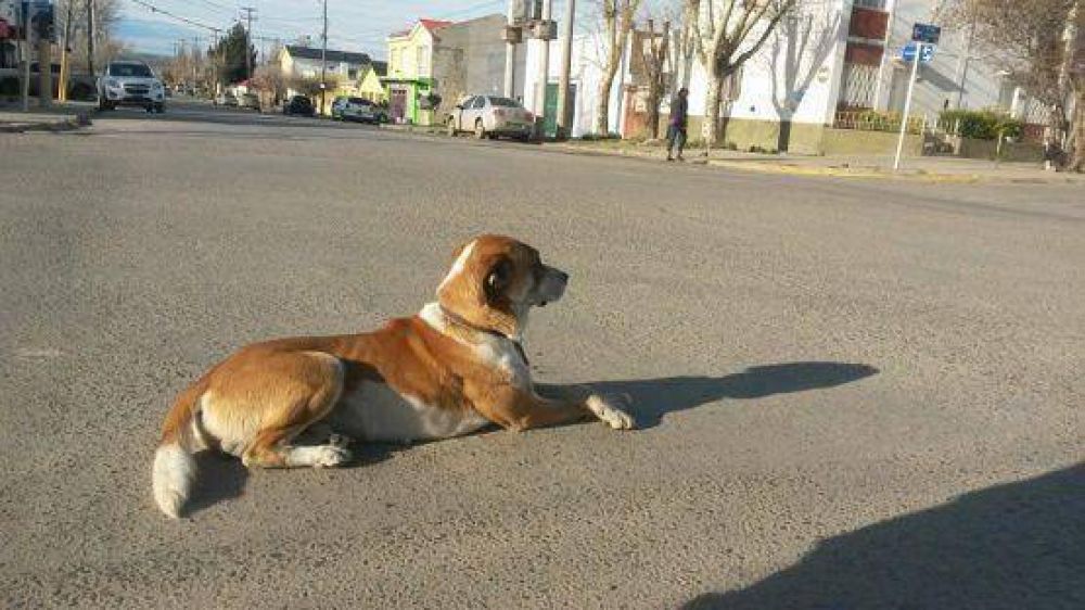 Dos sujetos fueron detenidos luego de matar un perro a disparos