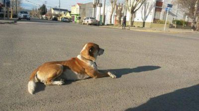 Dos sujetos fueron detenidos luego de matar un perro a disparos