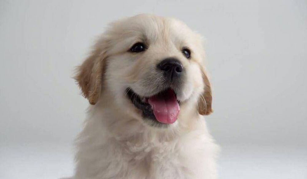 Aumenta el robo de perros de raza