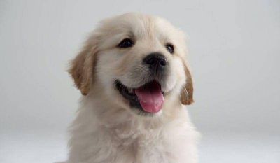 Aumenta el robo de perros de raza