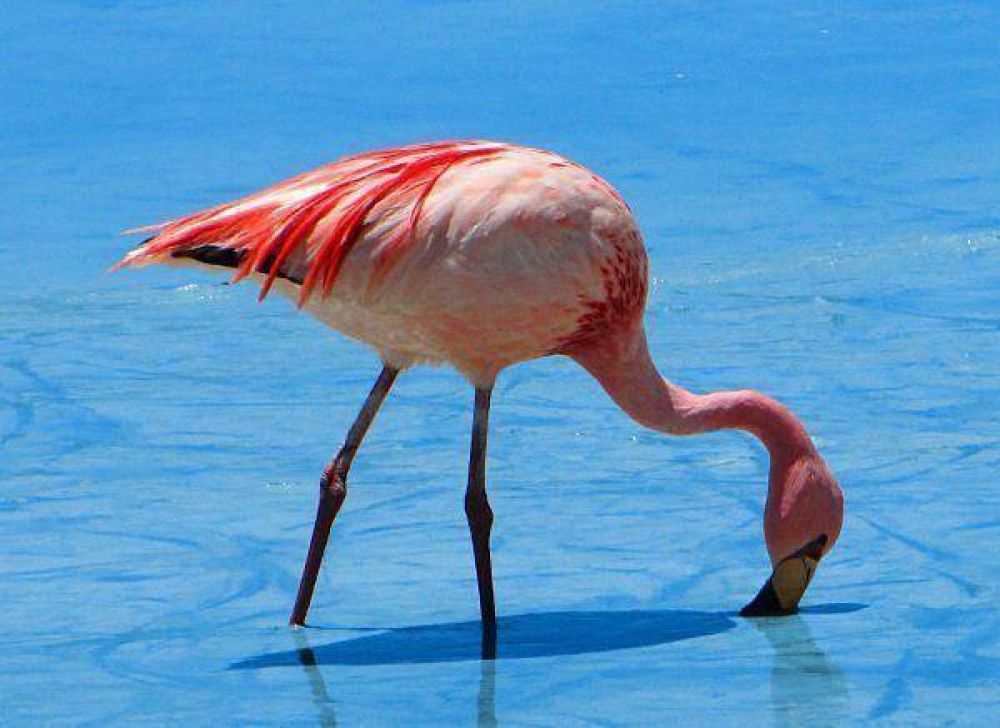 Flamencos  unos 50 mil aves de la especie habitan las lagunas de Jujuy