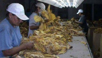 Corrientes: La c�mara del tabaco dej� sin obra social a los productores