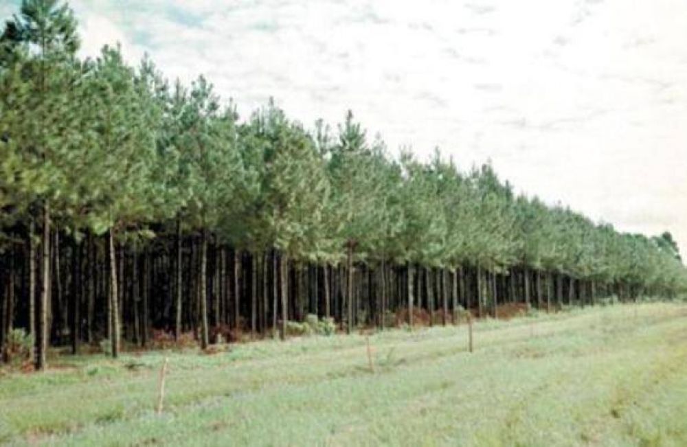 En mayo ser� el Congreso Latinoam�ricano Forestal en Misiones