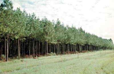 En mayo ser� el Congreso Latinoam�ricano Forestal en Misiones