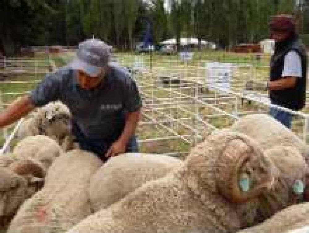 Controlan m�s de 2.000 animales en exposiciones
