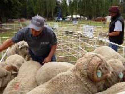 Controlan m�s de 2.000 animales en exposiciones