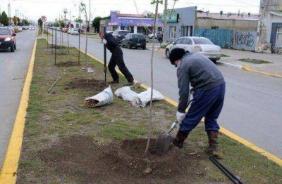 Contin�an los trabajos de forestaci�n en R�o Grande