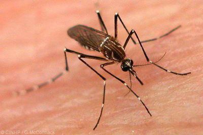 Semana Santa: instan a viajeros tomar precauciones para evitar casos de Dengue y Chikungunya