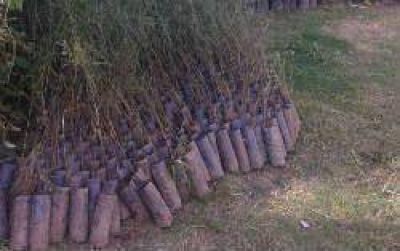 El Programa provincial de arbolado �Plantar� env�o plantines a diversas intendencias