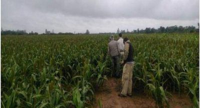 Eval�an la adaptaci�n del cultivo en secano de sorgo en las regiones Centro y Oeste