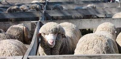 El Gobierno Provincial inicia el s�bado la entrega de borregas para el repoblamiento ovino en la Regi�n Sur