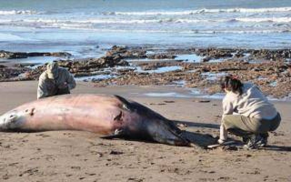 Encontraron una ballena muerta en la Reserva Monte-Pehuen Co