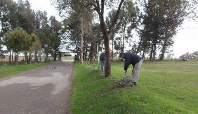 Avanza el plan municipal de forestaci�n